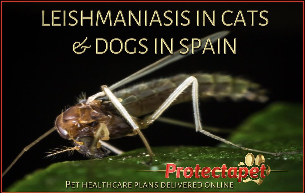 The sandfly that can cause leishmania in Dogs, cats and humans in Spain by Protectapet.